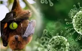 Nipah Virus Confirmed Again in Kerala: 42-Year-Old Woman Tests Positive in Malappuram, KERALA Nipah Virus Confirmed Again in Kerala: 42-Year-Old Woman Tests Positive in Malappuram, KERALA