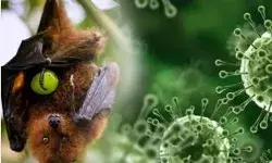 Nipah Virus Confirmed Again in Kerala: 42-Year-Old Woman Tests Positive in Malappuram, KERALA