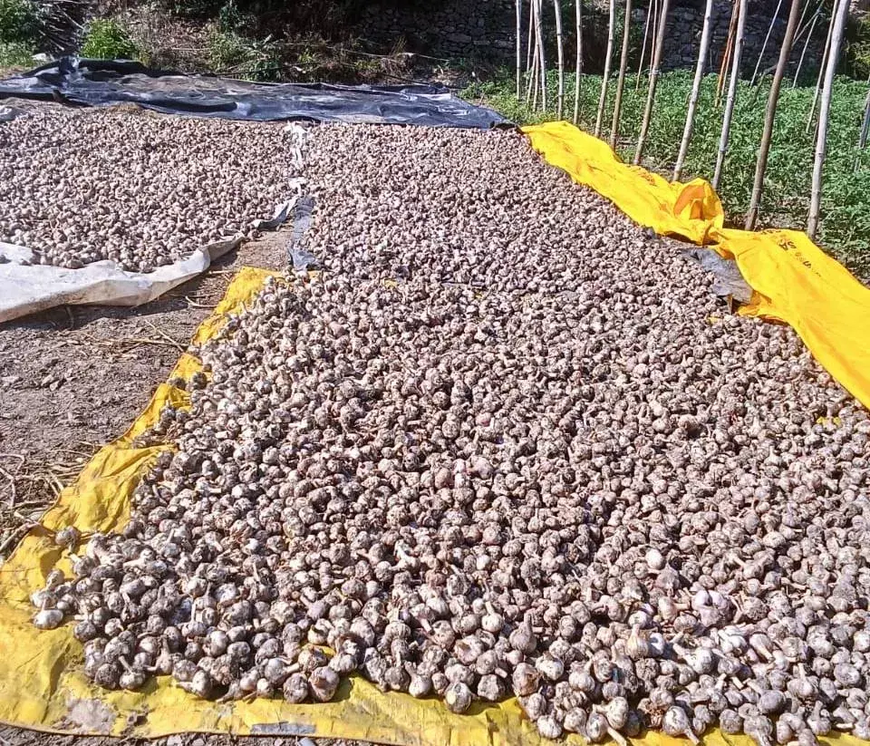 पहाड़ी लहसुन की दक्षिण भारत की मंडियों में भारी डिमांड पहाड़ी लहसुन की दक्षिण भारत की मंडियों में भारी डिमांड