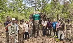 उमरिया- तीन लोगों को मौत के घाट उतारने वाले जंगली हाथी का किया गया रेस्क्यू