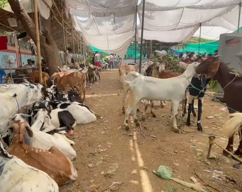 बकरीद: सरकार ने की अवैध कुर्बानी पर सख्ती, सोशल मीडिया पोस्ट पर भी पाबंदी बकरीद: सरकार ने की अवैध कुर्बानी पर सख्ती, सोशल मीडिया पोस्ट पर भी पाबंदी