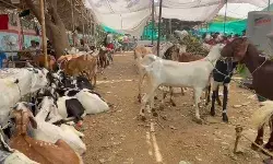 बकरीद: सरकार ने की अवैध कुर्बानी पर सख्ती, सोशल मीडिया पोस्ट पर भी पाबंदी