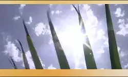 यूपी में प्रचंड गर्मी का कहर जारी