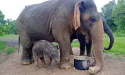 भोपाल- एशिया की सबसे बुजुर्ग हथनी वत्सला की मृत्यु