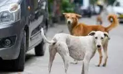 दिल्ली-NCR: आवारा कुत्तों पर सुप्रीम फैसला आज