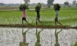 भारत और दक्षिण अफ्रीका ने कृषि पर संयुक्त कार्य समूह की पाँचवीं बैठक वर्चुअल माध्यम से आयोजित की भारत और दक्षिण अफ्रीका ने कृषि पर संयुक्त कार्य समूह की पाँचवीं बैठक वर्चुअल माध्यम से आयोजित की