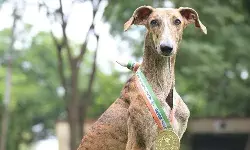 рднрд╛рд░рддреАрдп рдирд╕реНрд▓реЛрдВ рдХреЗ рд╢реНрд╡рд╛рдиреЛрдВ рдиреЗ рд╕реБрд░рдХреНрд╖рд╛ рдмрд▓реЛрдВ рдореЗрдВ рд╢рд╛рдорд┐рд▓ рд╣реЛрдХрд░ рд░рдЪрд╛ рдирдпрд╛ рдЗрддрд┐рд╣рд╛рд╕ рднрд╛рд░рддреАрдп рдирд╕реНрд▓реЛрдВ рдХреЗ рд╢реНрд╡рд╛рдиреЛрдВ рдиреЗ рд╕реБрд░рдХреНрд╖рд╛ рдмрд▓реЛрдВ рдореЗрдВ рд╢рд╛рдорд┐рд▓ рд╣реЛрдХрд░ рд░рдЪрд╛ рдирдпрд╛ рдЗрддрд┐рд╣рд╛рд╕