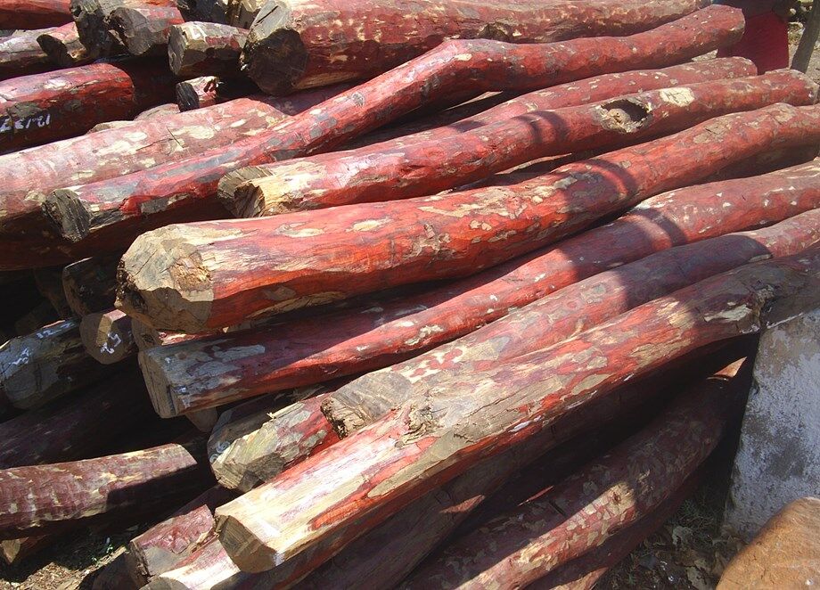 NBA released ₹39.84 crore to Andhra Pradesh for Red Sanders Protection and Conservation