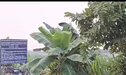 वाराणसी में किसान की आय बढ़ाने के लिए इंटीग्रेटेड फार्मिंग मॉडल हुआ शुरू वाराणसी में किसान की आय बढ़ाने के लिए इंटीग्रेटेड फार्मिंग मॉडल हुआ शुरू