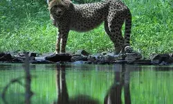 рдкреНрд░реЛрдЬреЗрдХреНрдЯ рдЪреАрддрд╛ рдХреА рдмрдбрд╝реА рд╕рдлрд▓рддрд╛, рднрд╛рд░рдд рдореЗрдВ рдЪреАрддреЛрдВ рдХреА рд╕рдВрдЦреНрдпрд╛ рдмрдврд╝рдХрд░ 30 рдкреНрд░реЛрдЬреЗрдХреНрдЯ рдЪреАрддрд╛ рдХреА рдмрдбрд╝реА рд╕рдлрд▓рддрд╛, рднрд╛рд░рдд рдореЗрдВ рдЪреАрддреЛрдВ рдХреА рд╕рдВрдЦреНрдпрд╛ рдмрдврд╝рдХрд░ 30