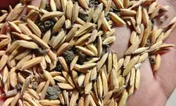 बालाघाट- धान खरीदी में अनियमितता पर 3 कर्मचारियों को तत्‍काल प्रभाव से किया गया निलंबित