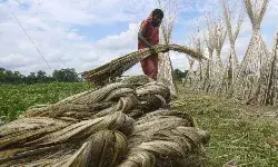 सरकार ने किया जूट मिलों के लिए कच्चे जूट की भण्‍डारण सीमा बढ़ाने का फैसला