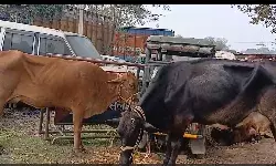 कुरसेला में मवेशी तस्करी का भंडाफोड़, 3 ओवरलोड वाहन जब्त, 5 गिरफ्तार