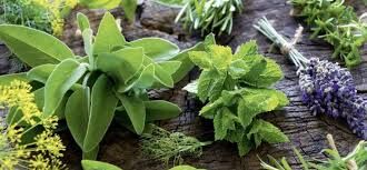 Government Launches Digital Portal for Issuance of Certificates of Origin for Cultivated Medicinal Plants