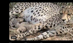 श्योपुर- कूनो नेशनल पार्क में चीता गामिनी ने दिया 3 शावकों को जन्म