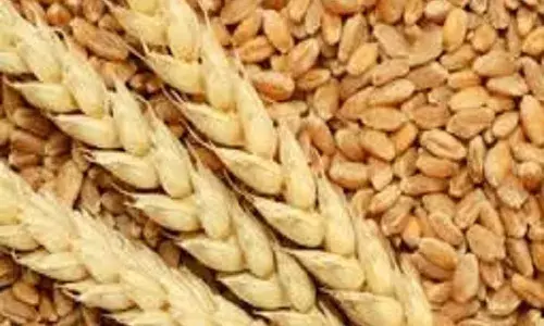 केंद्र सरकार ने प्रदेश के लिए गेहूं खरीद के लक्ष्य को बढ़ाकर 5 लाख कुंतल किया