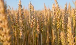 सरकार ने अतिरिक्त 25 लाख मीट्रिक टन गेहूं के निर्यात को मंजूरी दी