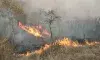 Forest fire breaks out in Solan, Himachal Pradesh