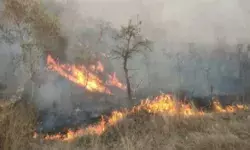 Forest fire breaks out in Solan, Himachal Pradesh
