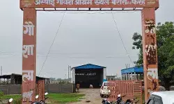 यूपीः मथुरा में लंपी स्किन डिजीज का बढ़ता प्रकोप, 100 से अधिक गोवंश संक्रमित