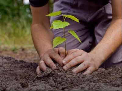 सीबीएसई देगा पौधे लगाने पर विद्यार्थियों को ग्रेड