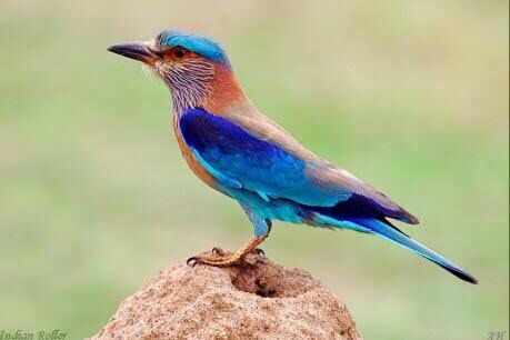कानपुर में दशहरे पर नीलकंठ पक्षी को उड़ाने की चलती है प्राचीन परम्परा