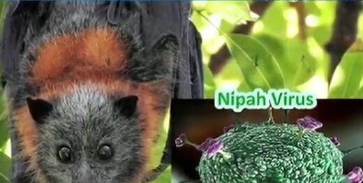 No new cases of Nipah Virus found in Kerala