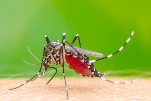 मच्छरों में बायोलॉजिकल बदलाव से कम होगा डेंगू का खतरा !