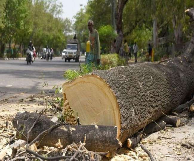 मुम्बई हाईकोर्ट ने दिया आदेश नहीं काटे जायेंगे पेड़ मुम्बई हाईकोर्ट ने दिया आदेश नहीं काटे जायेंगे पेड़