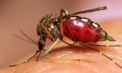 डेंगू का कहर जारी, पिछले 13 दिनों में ढ़ाई गुना बढ़ी मरीजों की संख्या