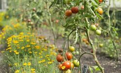 पश्चिम ने बताया तो हमें होश आया