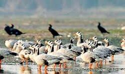 विश्व प्रवासी पक्षी दिवस मनाया गया