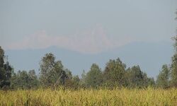 पीलीभीत के टाइगर रिजर्व का नया सीजन