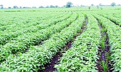 रबी अभियान -2019 हेतु राष्ट्रीय कृषि सम्मेलन