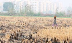 पराली से बायो कोल बनाने में मदद करेगा स्वीडन