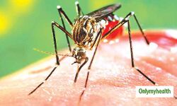 рд╣реЗрд▓реНрде: рдПрдбреАрдЬ рдХреЗ рдХрд╛рдЯрдиреЗ рд╕реЗ рдлреИрд▓рддрд╛ рд╣реИ рдбреЗрдВрдЧреВ, рд╕рдордп рдкрд░ рдЗрд▓рд╛рдЬ рдЬрд░реБрд░реА!- рд╣реЗрд▓реНрде: рдПрдбреАрдЬ рдХреЗ рдХрд╛рдЯрдиреЗ рд╕реЗ рдлреИрд▓рддрд╛ рд╣реИ рдбреЗрдВрдЧреВ, рд╕рдордп рдкрд░ рдЗрд▓рд╛рдЬ рдЬрд░реБрд░реА!-