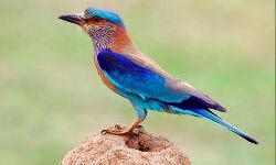 कानपुर में दशहरे पर नीलकंठ पक्षी को उड़ाने की चलती है प्राचीन परम्परा