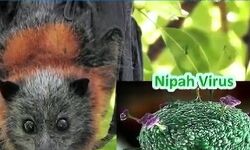 No new cases of Nipah Virus found in Kerala