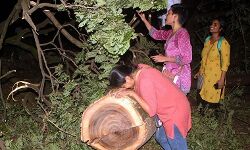 Diya Mirza twitted on relocation of trees in Mumbai Diya Mirza twitted on relocation of trees in Mumbai