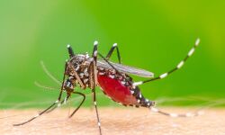 मच्छरों में बायोलॉजिकल बदलाव से कम होगा डेंगू का खतरा !