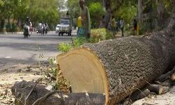 मुम्बई हाईकोर्ट ने दिया आदेश नहीं काटे जायेंगे पेड़