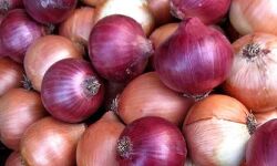 प्याज के बढ़ती कीमत पर नियंत्रण के प्रयास जारी.....