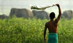 Foot and Mouth Disease (FMD) and Brucellosis will be controlled Foot and Mouth Disease (FMD) and Brucellosis will be controlled