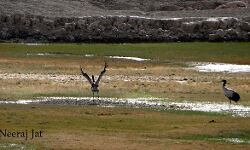 जैसलमेर के पास प्रवासी पक्षी में लगा मिला जीपीएस