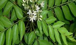 कड़ी पत्तों का सेवन करें और हेल्दी रहे ....