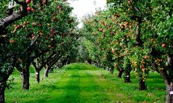 सेब के बागान और स्कूल जलाते आतंकवादी कश्मीर में अशांति चाहते है