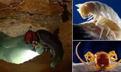 33 living creatures were discovered in a cave which was sealed off for 5 million years 33 living creatures were discovered in a cave which was sealed off for 5 million years