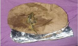 रेलवे स्टेशन के बाहर  होटल की सब्जी में मिली  छिपकली, 11 रेल यात्री पहुंचे अस्पताल