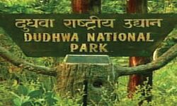 दुघवा में जंगल की सैर संग घर जैसा आनंद, बनेगा स्‍टे होम