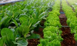 Regional centers will develop as hub for agricultural produces